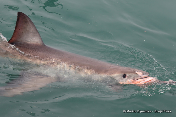 Great White shark, South AFrica