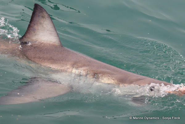 Great White shark, South Africa
