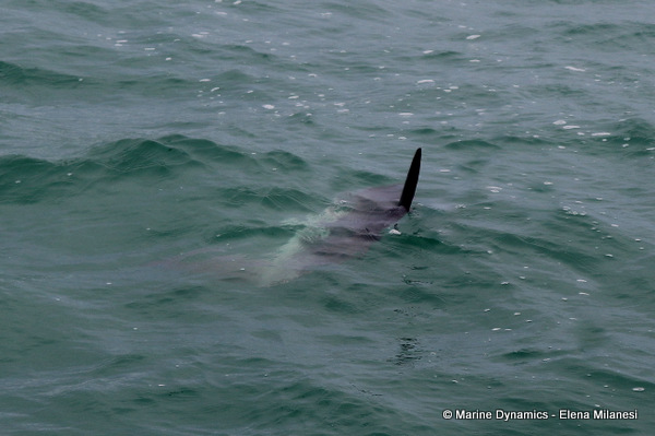 Ocean sunfish, South Africa