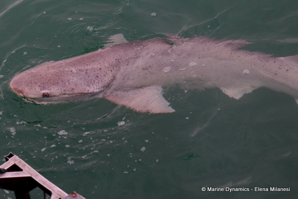Broadnose Sevengill shark, South Africa
