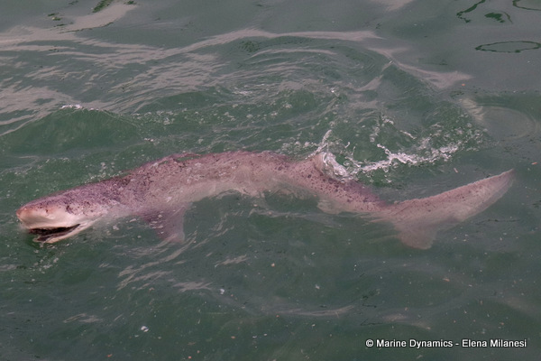 Broadnose sevengill shark, South Africa
