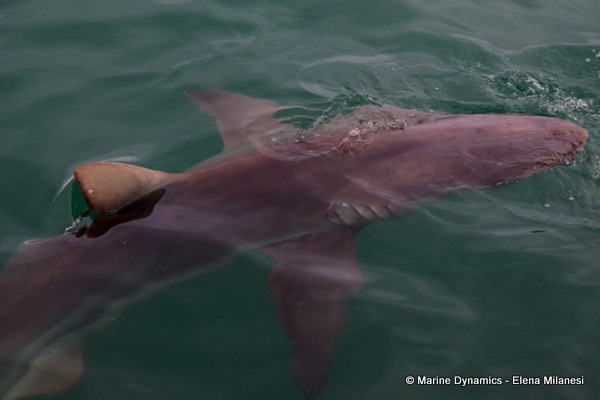 Bronze whaler shark, South Africa