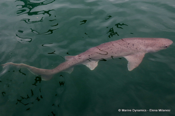 Sevengill shark, South Africa