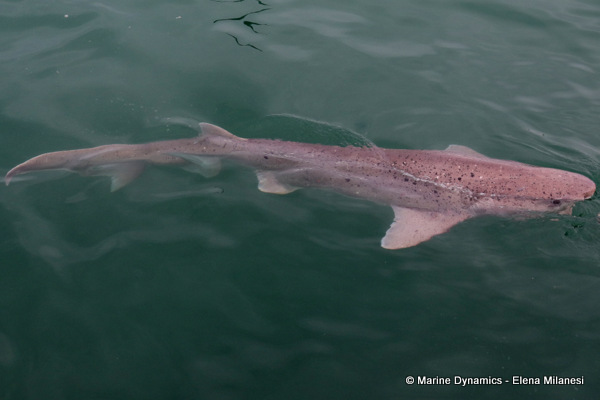 Sevengill shark, South Africa
