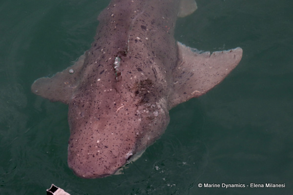 Sevengill shark, South Africa