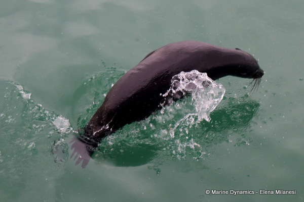 Cape Fur Seal, South Africa