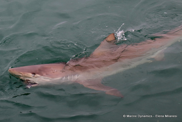 Bronze whaler shark, South Africa