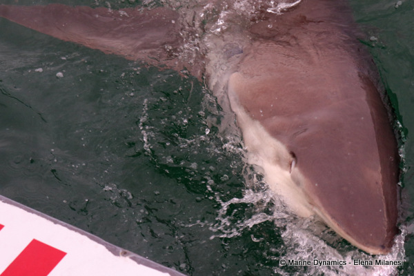 Bronze whaler shark, South Africa