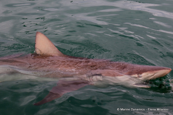 Bronze whaler shark, South Africa