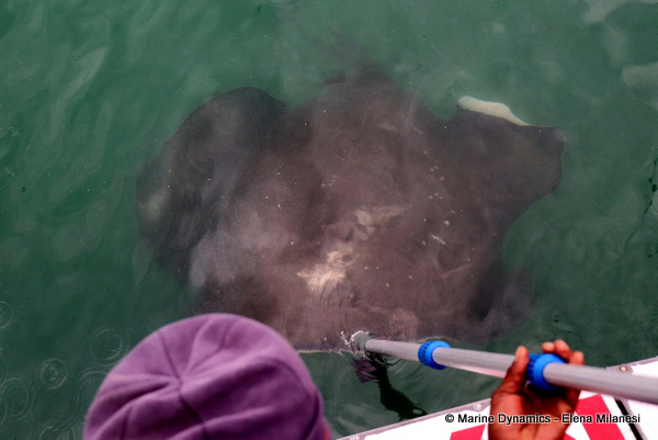Short-tail stingray, South Africa