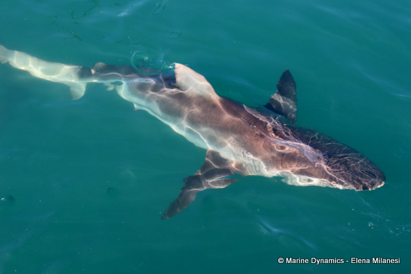 Bronze whaler shark, South Africa 