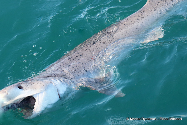 Sevengill shark, South Africa 
