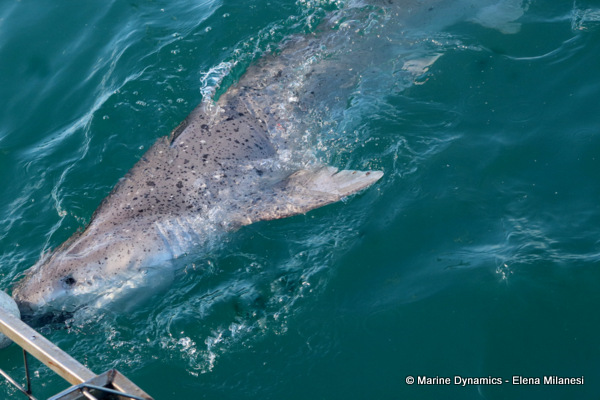 Sevengill shark, South Africa 