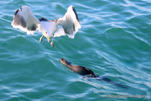 Cape fur seal, South Africa