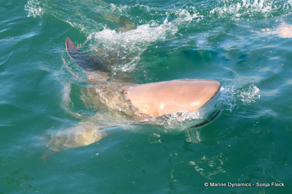 Bronze whaler shark, South Africa