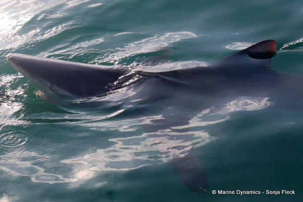 Bronze whaler shark, South Africa