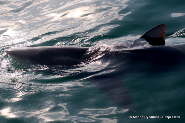 Bronze whaler shark, South Africa