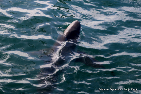 Bronze whaler shark, South Africa