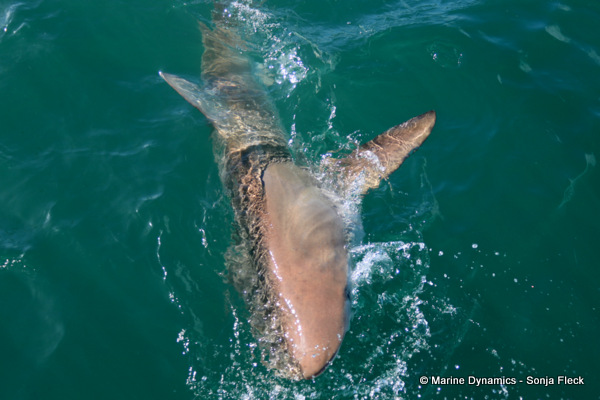 Bronze whaler shark, South Africa