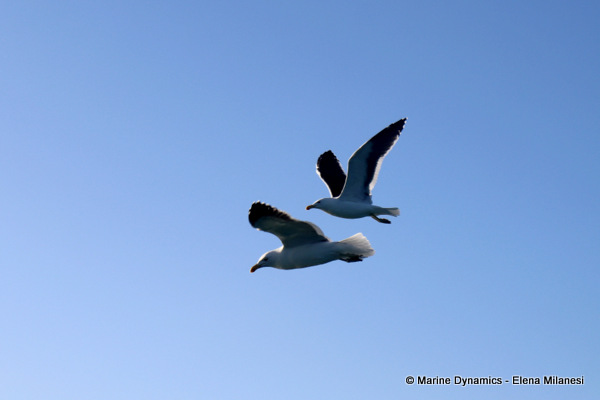 Kelp gulls, South Africa 