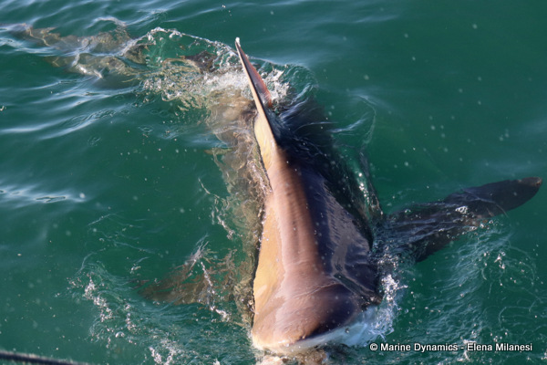 Bronze whaler shark, South Africa 