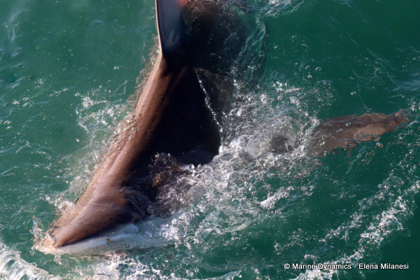 Bronze whaler shark, South Africa 