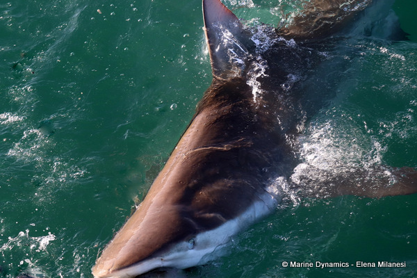 Bronze whaler shark, South Africa 