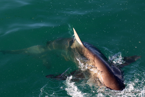 Bronze whaler shark, South Africa 