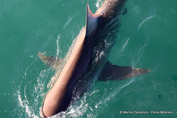 Bronze whaler shark, South Africa 