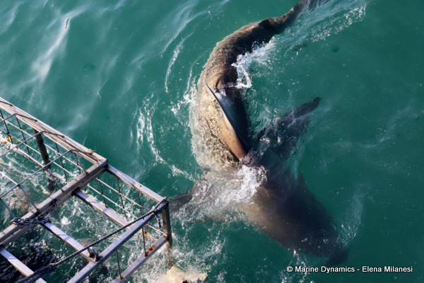 Bronze whaler shark, South Africa 