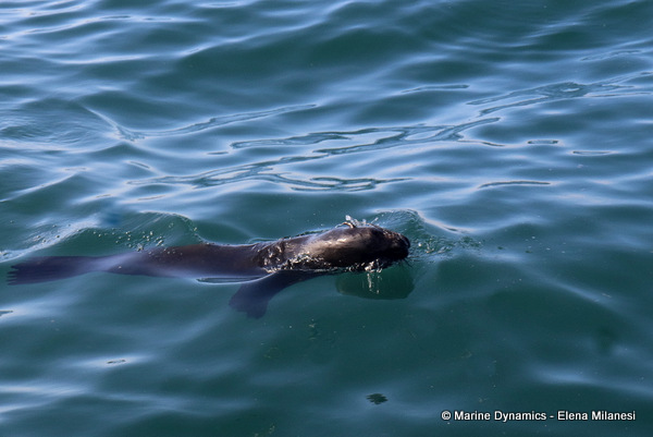 Cape Fur Seal, South Africa 