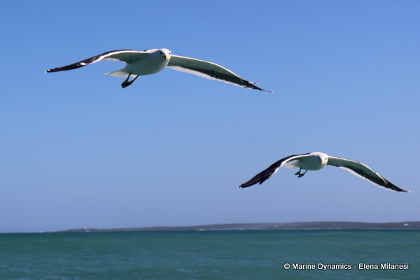 Kelp gulls, South Africa 
