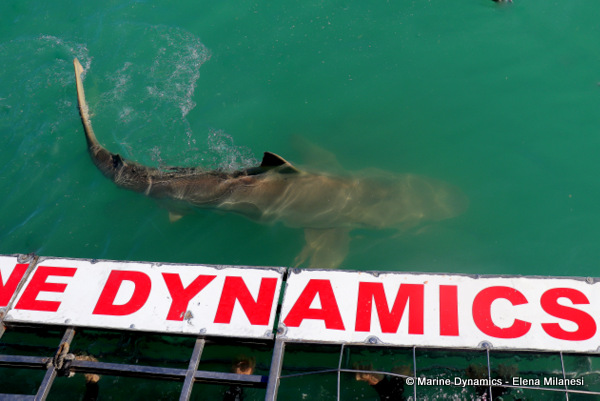 Bronze whaler shark, South Africa