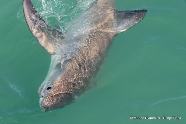 Great White shark, South Africa