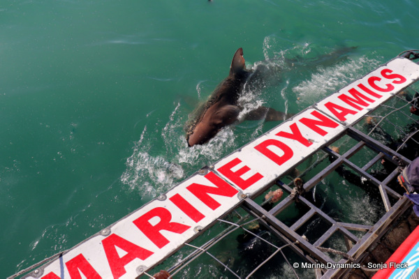 Bronze Whaler shark, South Africa
