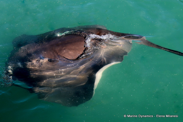 Short-tail stingray, South Africa 