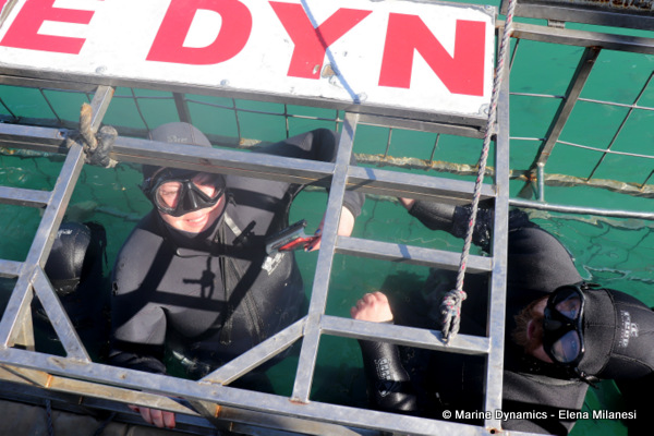 shark cage diving, South Africa