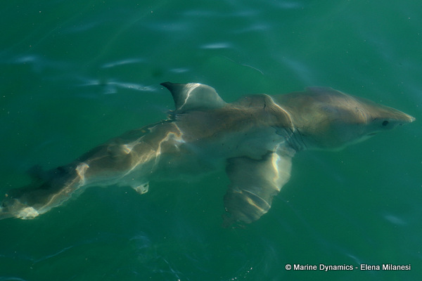 Great White shark, South Africa 