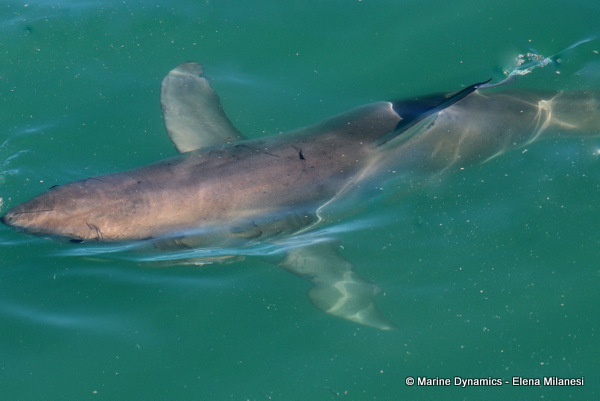 Great White shark, South Africa 