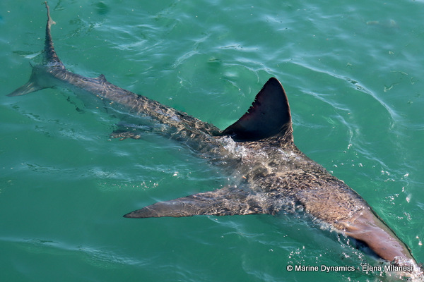 Bronze whaler shark, South Africa 