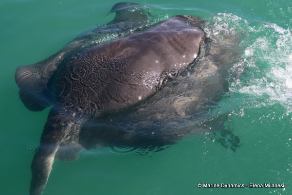 Short-tail stingray, South Africa 