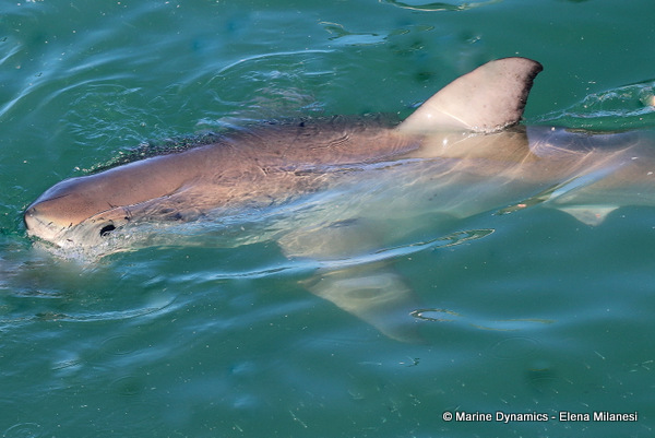 Great white shark, South Africa 