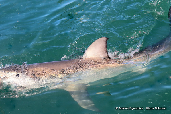 Great white shark, South Africa 