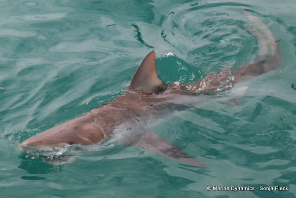 Bronze whaler shark, South Africa