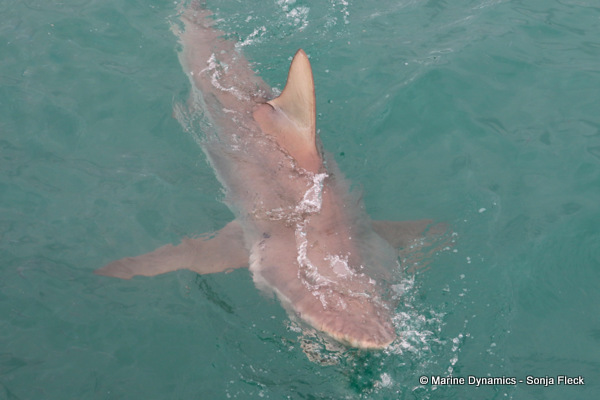 Bronze whaler shark, South Africa