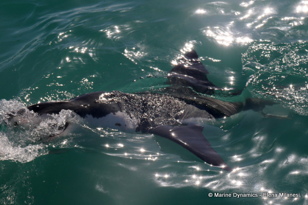 Great White shark, South Africa