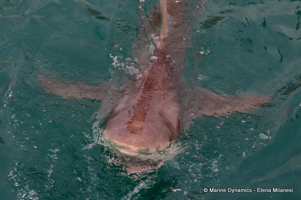 Bronze whaler shark, South Africa 