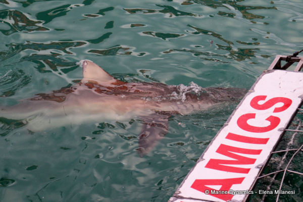 Bronze whaler shark, South Africa 