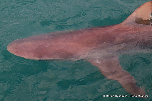 Bronze whaler shark, South Africa 