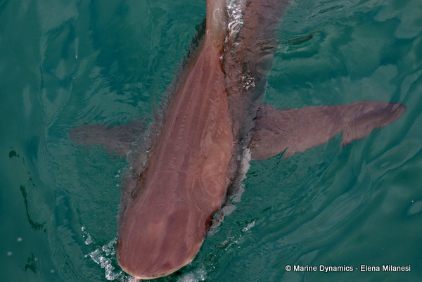 Bronze whaler shark, South Africa 